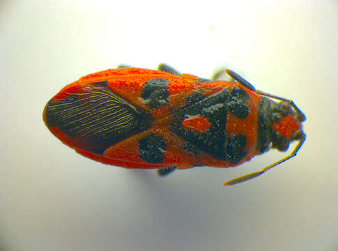 Image of black & red squash bug