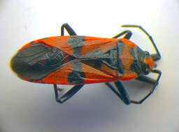 Image of Harlequin bug