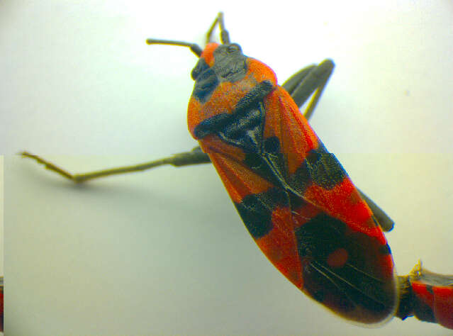 صورة Lygaeus equestris (Linnaeus & C. 1758)