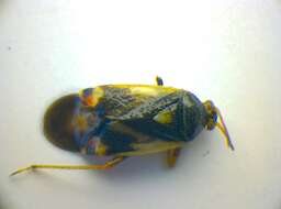 Image of Polymerus unifasciatus (Fabricius 1794)