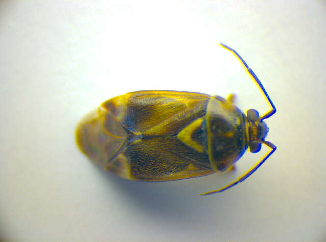 Image of Orthops kalmii (Linnaeus 1758)