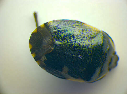 Image of <i>Tritomegas bicolor</i>