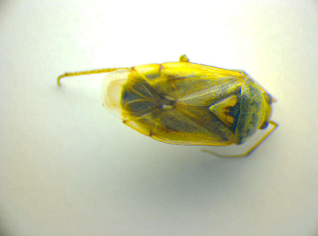 Lygus gemellatus (Herrich-Schaeffer 1835) resmi