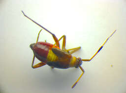 Image of Closterotomus biclavatus (Herrich-Schaeffer 1835)