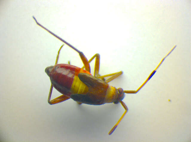 Image of Closterotomus biclavatus (Herrich-Schaeffer 1835)