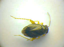 صورة Chlamydatus pulicarius (Fallen 1807)