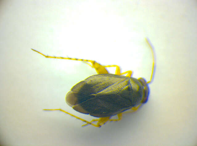 صورة Chlamydatus pulicarius (Fallen 1807)