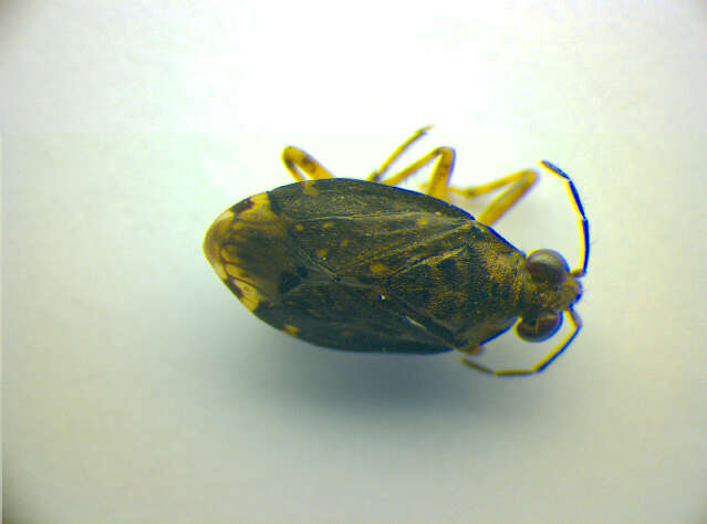 صورة Saldula orthochila (Fieber 1859)