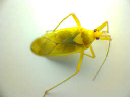 Image of Calocoris alpestris (Meyer-Dur 1843)