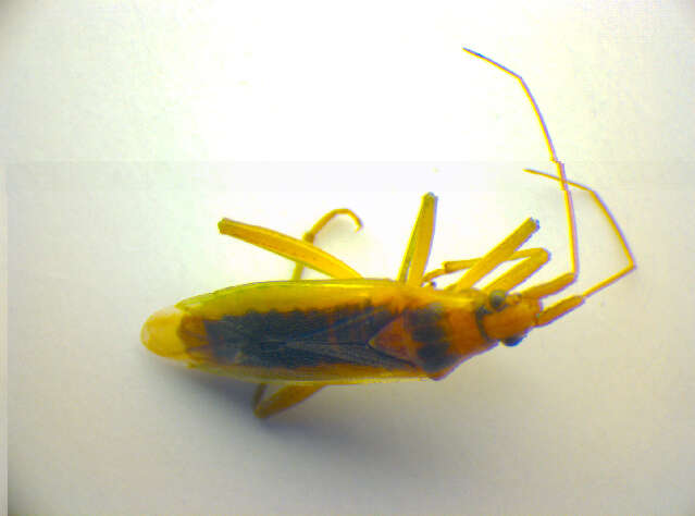 Image of Stenodema holsata (Fabricius 1787)