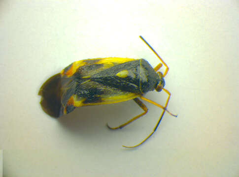 Слика од Amblytylus nasutus (Kirschbaum 1856)