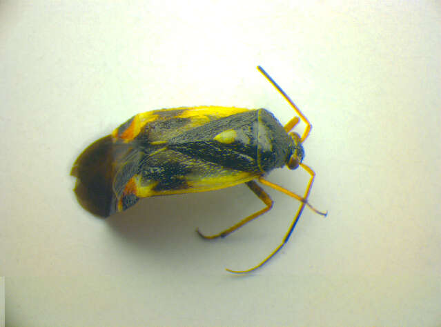 Image of Amblytylus nasutus (Kirschbaum 1856)