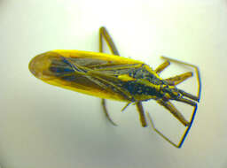 Image of Neolygus contaminatus (Fallen 1807)