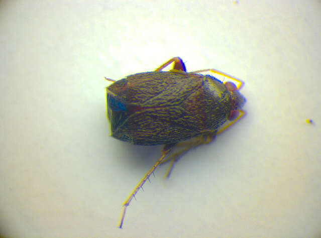 Image of Phoenicocoris modestus (Meyer-Dur 1843)