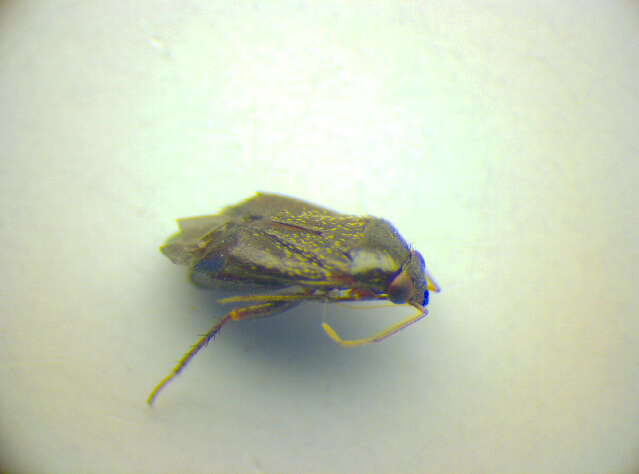 Image of Phoenicocoris modestus (Meyer-Dur 1843)