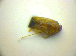 Image of Phoenicocoris obscurellus (Fallen 1829)