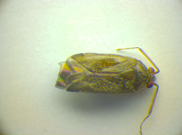 Image of Phoenicocoris obscurellus (Fallen 1829)