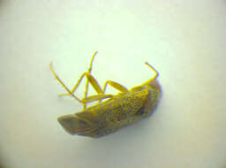 Image of Phoenicocoris obscurellus (Fallen 1829)