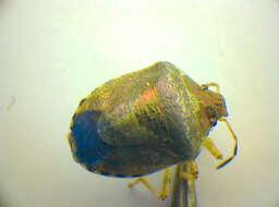 Image of <i>Eysarcoris venustissimus</i>