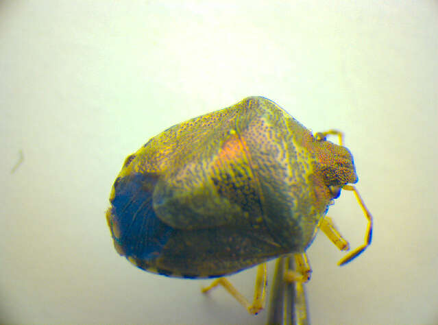 Image of <i>Eysarcoris venustissimus</i>