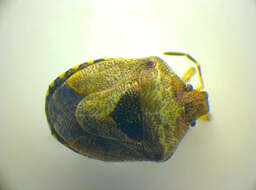 Image of <i>Eysarcoris venustissimus</i>