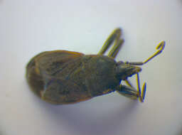 صورة Eremocoris plebejus (Fallen & C. F. 1807)