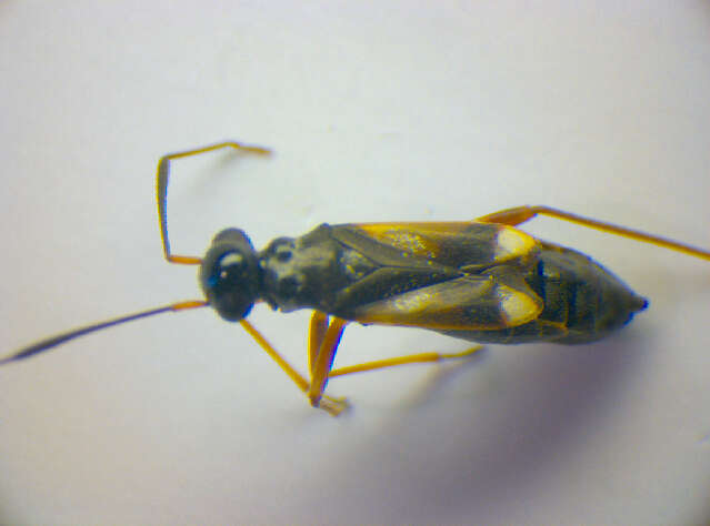 Слика од Globiceps flavomaculatus (Fabricius 1794)