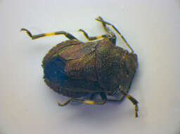 Image of Heather Bug