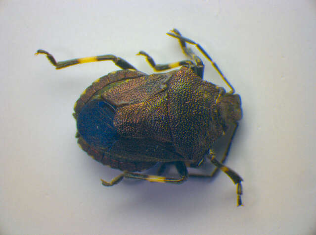 Image of Heather Bug