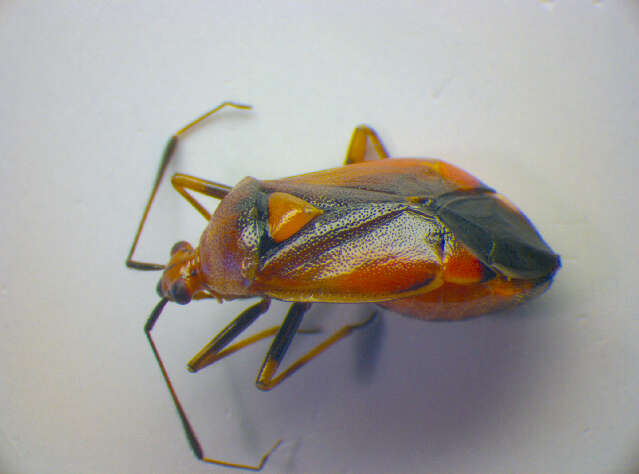 Image of red capsid bug