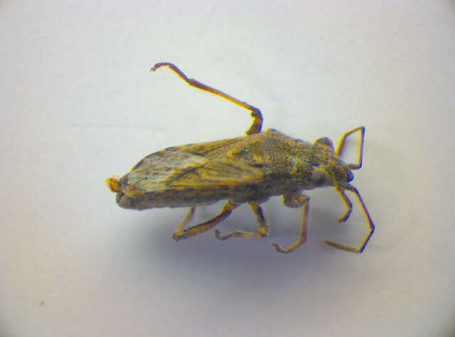 صورة Ortholomus punctipennis (Herrich-Schaeffer & G. H. W. 1850)