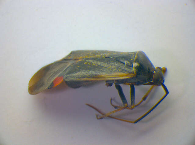 Adelphocoris seticornis (Fabricius 1775)的圖片