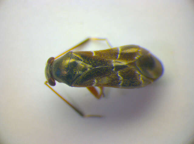 Pilophorus clavatus (Linnaeus 1767)的圖片