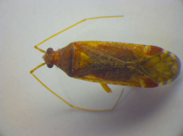 Image of Phytocoris ulmi (Linnaeus 1758)