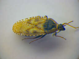 Image of Lace bug