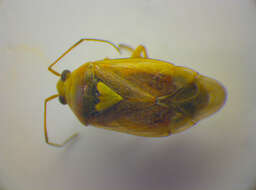 صورة Lygus rugulipennis Poppius 1911