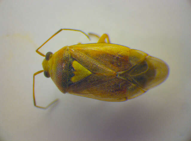 صورة Lygus rugulipennis Poppius 1911