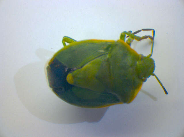 Image of <i>Chlorochroa juniperina</i>