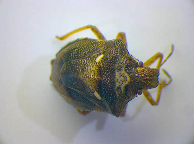 Image of <i>Eurygaster austriaca</i>