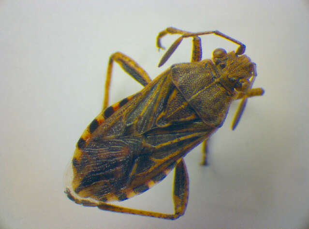 Слика од Stictopleurus crassicornis (Linnaeus 1758)