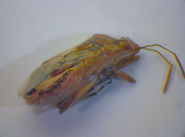 Image of Hyaline Grass Bug