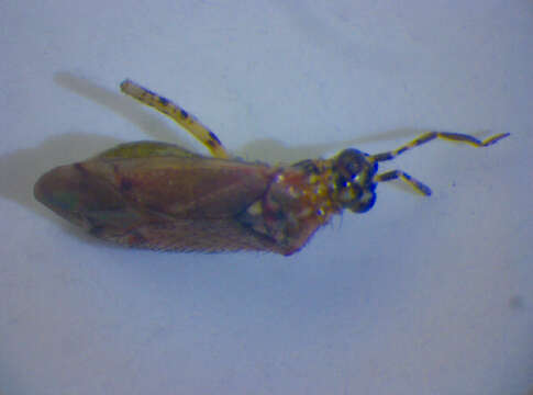 Dicyphus annulatus (Wolff 1804)的圖片