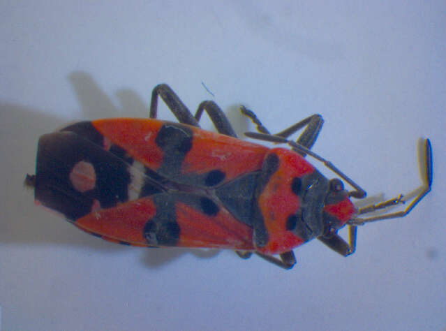 Image of Harlequin bug