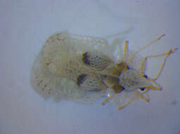 Image of Sycamore Lace Bug