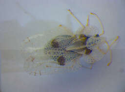 Image of Sycamore Lace Bug