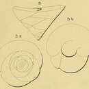 Image of Valvulina ignota d'Orbigny 1850