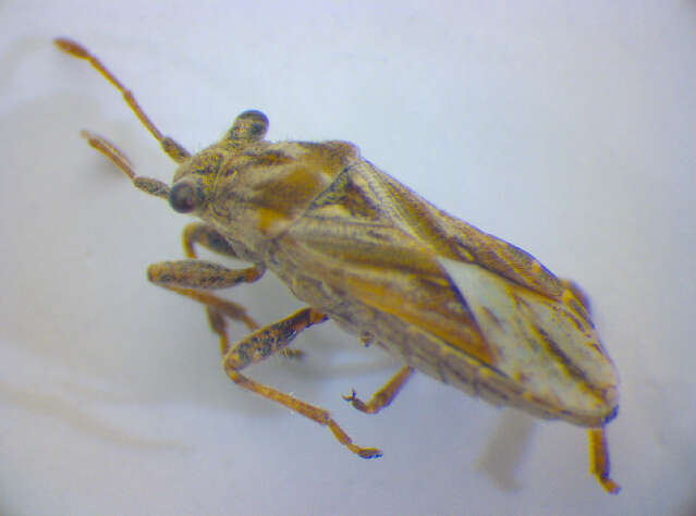 Image of Henestaris laticeps (Curtis & J. 1837)