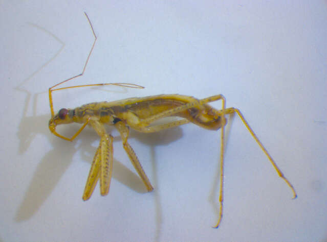 Image of <i>Nabis limbatus</i>