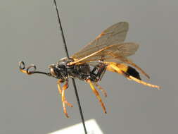 Image of Ichneumon cerinthius Gravenhorst 1820