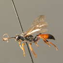 Image of Ichneumon alpinator Aubert 1964